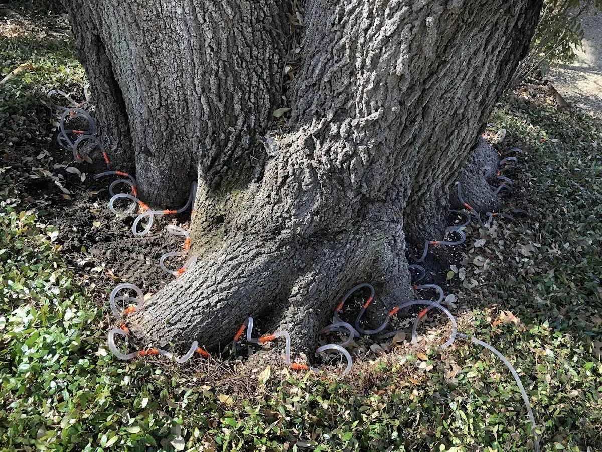 Detailed Shrub and Hedge Trimming job site in Hondo